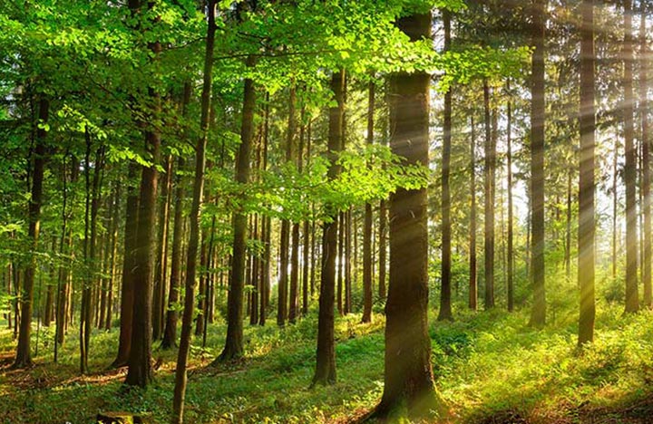 Sustainability Initiatives 